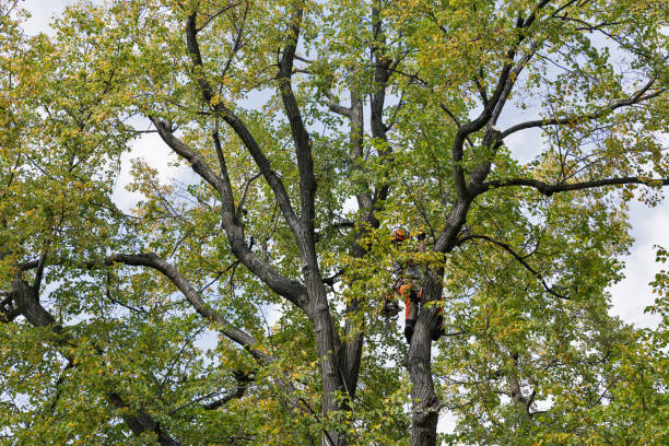 Professional Tree Services in Waynesboro, PA